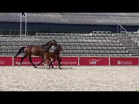 Hengstfohlen *2022 von Fürst Zonik Borsalino Donnerball - verkäuflich - for sale -