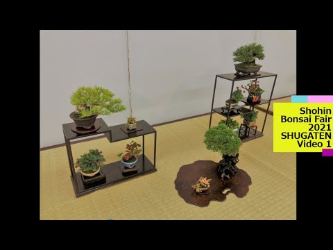 29th SHUGATEN Shohin bonsai Fair 2021・29回秋雅展令和3年 小品盆栽フェア「VIDEO 1」