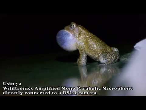 Songs of the American Toad