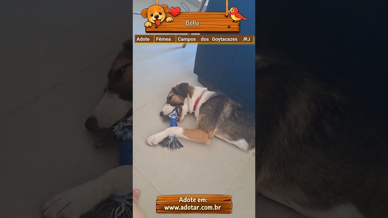 Cachorro raça SRD-ViraLata idade 1 ano nome Bella