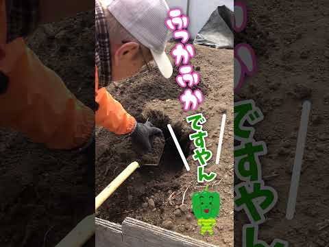 未熟な堆肥を家庭菜園に使用できますか?何のために ？リスクは何ですか?  庭園