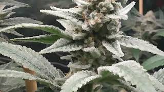 Organic Greenhouse Flower Room Update The Reset #9 #KoweKast #MichiganMushroomBag