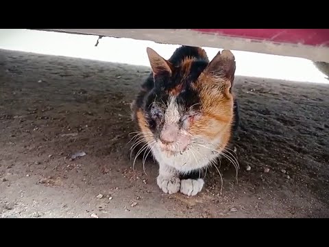 A blind and deaf cat left to suffer alone in the street