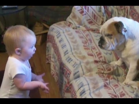 Baby erzieht Bulldogge