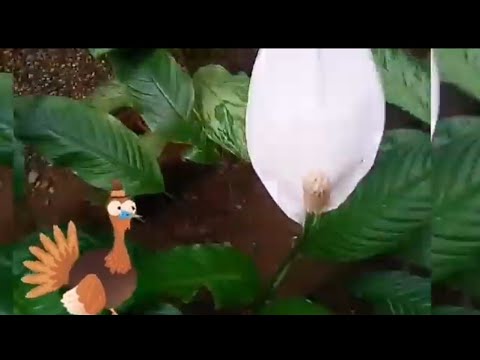 彎穗苞葉芋