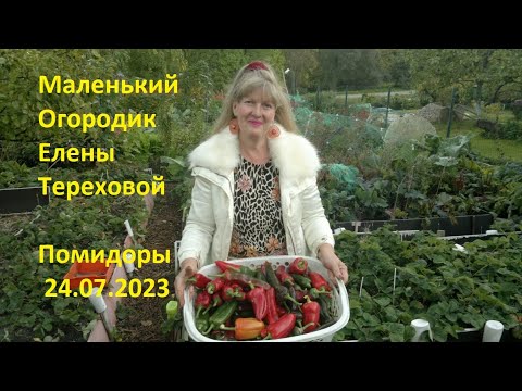 Маленький Огородик Елены Тереховой - Помидоры 24.07.2023