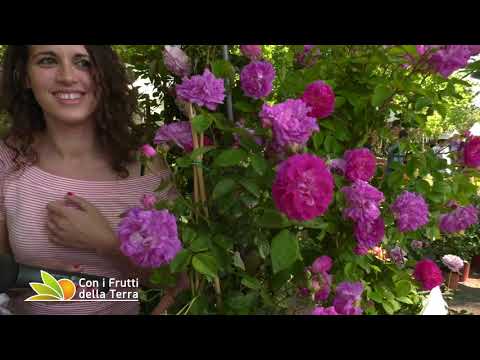 Episode of May 19, 2019 – Part 4 – Antique Roses and Peonies at Giardini & Terrazzi