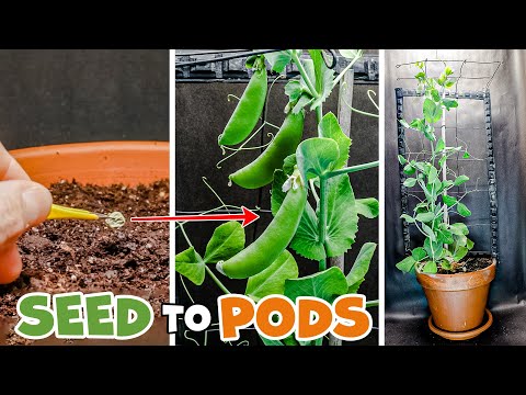 Growing Sweet Snap Pea Time Lapse - Seed To Pod (60 Days)