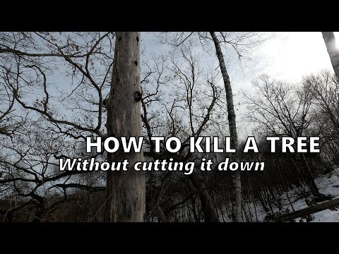 How-to KILL A TREE Without Cutting it Down [Hack and Squirt]