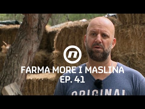 Saša upozorava Josipa - Epizoda 41 | Farma More i Maslina