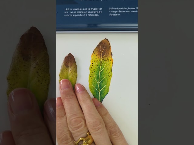 Vídeo relacionado con Derwent 2306558 - Lápices de Dibujo, Set de 72 en Lata, Mina Redonda de 5 mm, Textura Cremosa, Pensados para Dibujo Artístico y Colorear, Mina Resistente