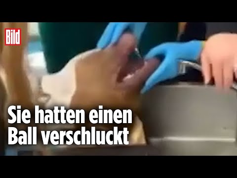 Tierärztin reagiert schnell: Zwei Hunde befinden sich in Lebensgefahr