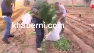 مداهمة مزارع حشيش بالشونة