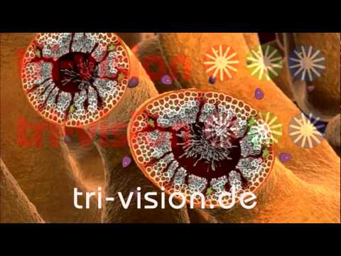 Testosteron (mit Ton)