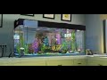 Finding Nemo THE TANK IS CLEAN My Version