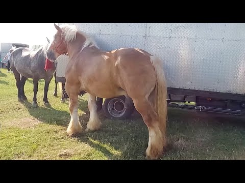 Caii lui Paul de la Baciu-Cluj 2022