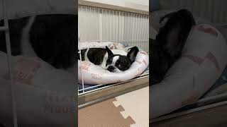 【9月18日】連休最終日。フレブルは今日も寝てます笑