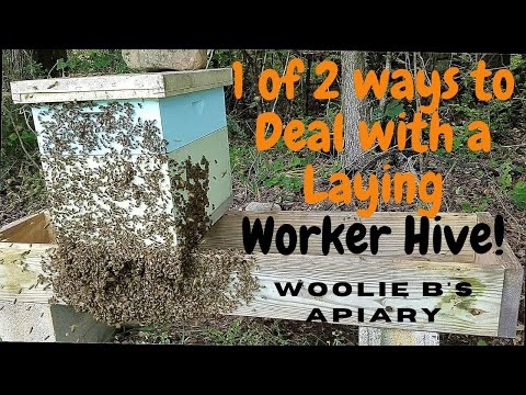 1 of 2 ways I to Deal with a Laying Worker Hive!