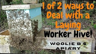 1 of 2 ways I to Deal with a Laying Worker Hive!