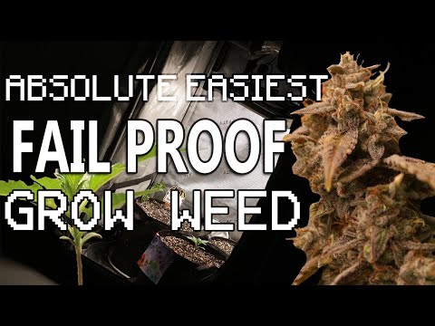 ABSOLUTE EASIEST FAIL PROOF WAY TO GROW WEED - AUTOFLOWERS #easy #organic #growmiegang