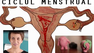 CICLUL MENSTRUAL si OVULAŢIA - SEXUL vs BARZA