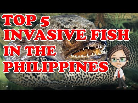 TOP 5 INVASIVE FISH IN THE PHILIPPINES