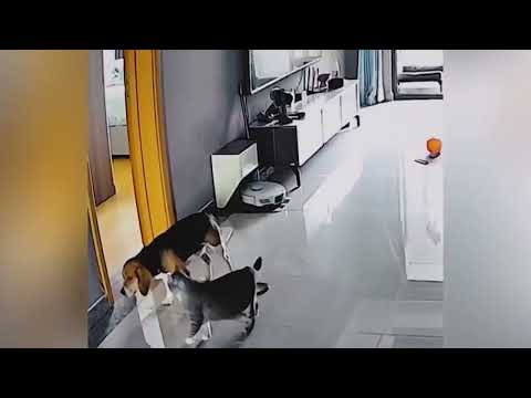Les animaux rigolos vont faire fondre ton cœur