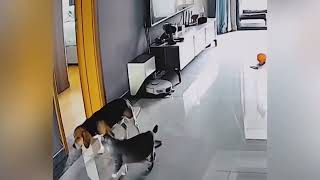 Les animaux rigolos vont faire fondre ton cœur