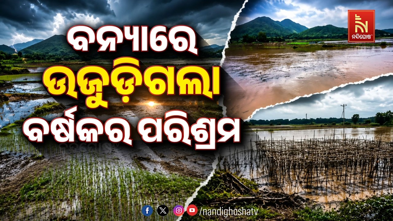 🔴 Live | ବନ୍ୟାରେ ଉଜୁଡ଼ିଗଲା ବର୍ଷକର ପରିଶ୍ରମ | NandighoshaTV