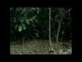 Trials Of Life Full Version 11of12 Courting