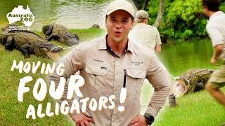 Moving 4 Alligators With Chandler