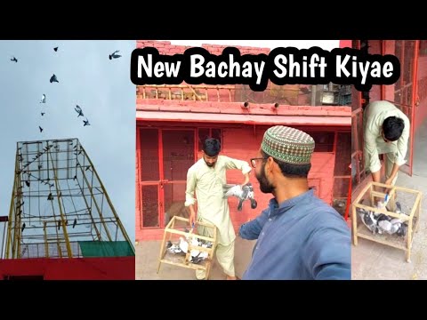 New Baby Pigeon Chat Pr Shift Kiyae | Hashim Mahmood Pigeons