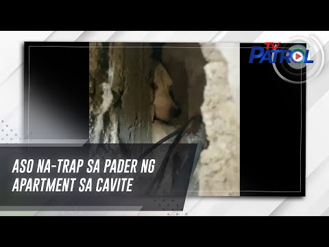 Aso na-trap sa pader ng apartment sa Cavite