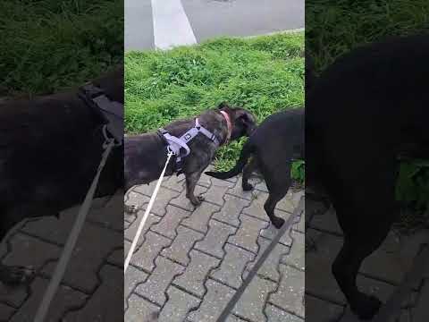 Vídeo de ASHANTI