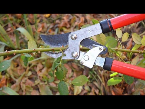 download lagu mp3 mp4 Trebate, download lagu Trebate gratis, unduh video klip Trebate