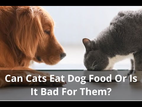 Can Cats Eat Dog Food Or Is It Bad For Them?