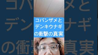 コバンザメとデンキウナギの衝撃の真実
