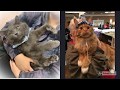 Viral CFF Cat Show June 2020, Video Cats Shows 2020 paling seru!