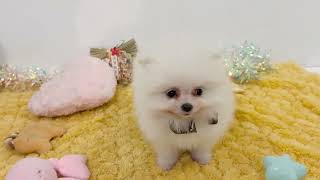 ポメラニアンの動画01