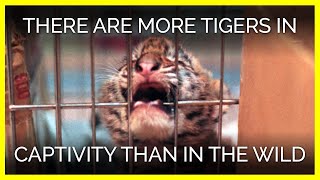 There Are More Tigers in Captivity Than in the Wild