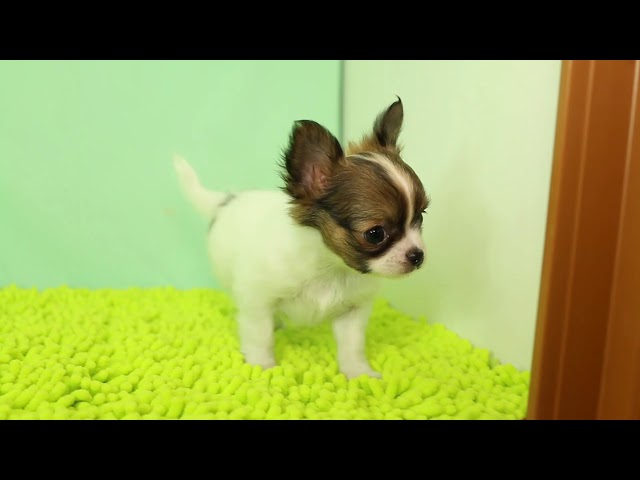 ブリーダー/ショップマロニエケンネル　MARRONNIER KENNELのチワワ・ロングコートで番号が2881です