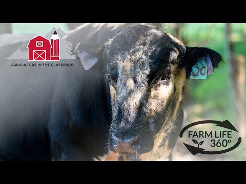 Farm Life 360º - Virginia Beef Cattle