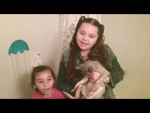 Giving Our Cat Ghost a BATH!!!! Sphynx Cat Edition 😎😆