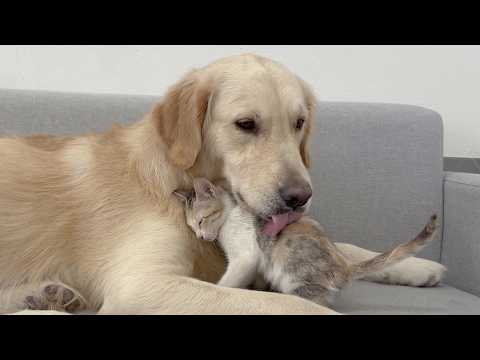 YouTube 썸네일