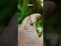 Spiders that have Long Horns | Macracantha arcuata
