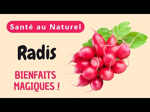 Why Are Radishes the Hidden Secret to a Healthy and Balanced Life?