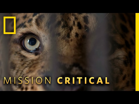 A True Man-Eater | Mission Critical