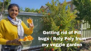 Roly poly/ pill bug- protect your garden without killing the bugs