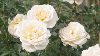 11月12日【びわ湖放送ニュース】華やかな色と香り　びわ湖大津館「秋のローズフェスタ」