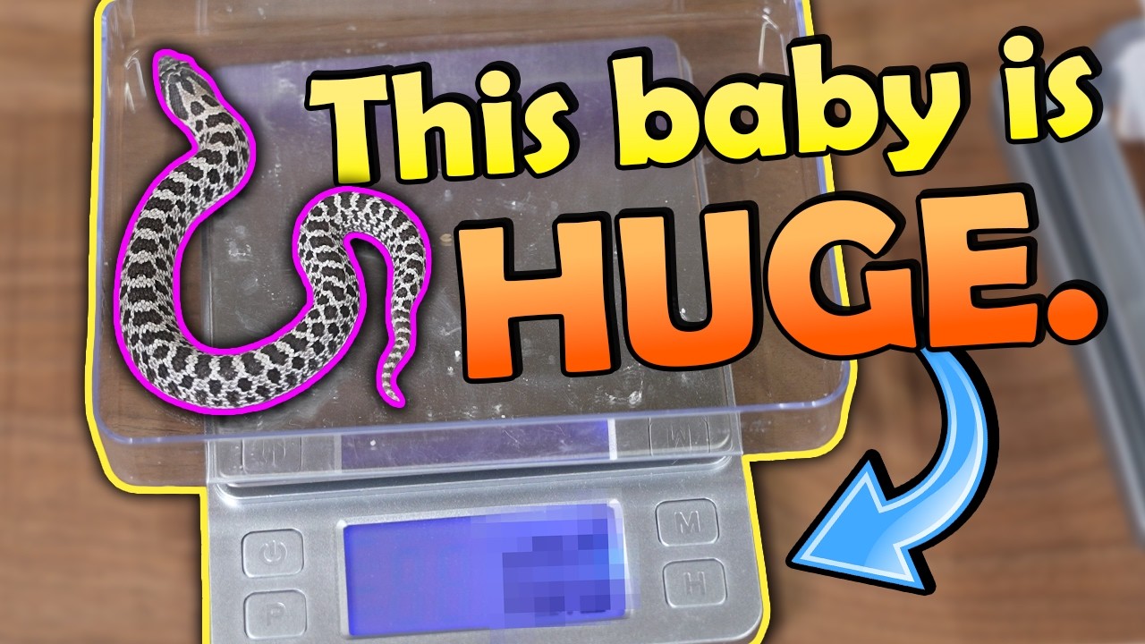 Giant Baby Hognoses Hatching!
